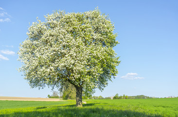 Fototapeta na wymiar fruit tree at spring time