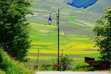 Bicycle leaning against a lamppost and a flowery field in the background