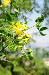 FIORI DI ACACIA GIALLO