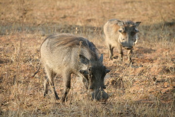 Fototapeta na wymiar Two warthogs grazing in the bush