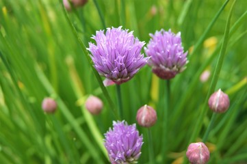 Colourful Chive Flowers.