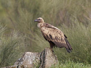Griffon vulture (Gyps fulvus)