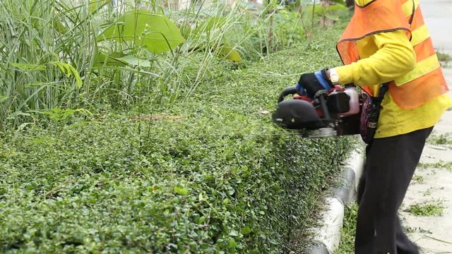Gardener is trimming the hedge