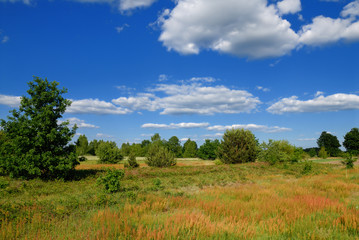 Fototapeta na wymiar Summer rural landscape