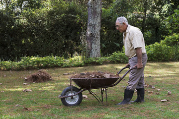 Senior man picking-up dry leaves from the lawn with a wheelbarrow.