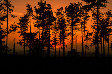 Sunset in the woods in Tuscany