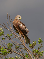 Red kite (Milvus milvus)