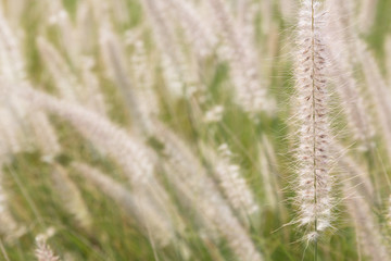 Fototapeta premium Pennisetum flower in the garden