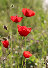  red poppies flowers