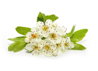 The Hawthorn (Crataegus oxyacantha) flower. The total complex of plant constituents is considered valuable as a remedy for those with circulatory and cardiac problems. - obrazy, fototapety, plakaty