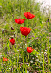 Obraz premium red poppies flowers