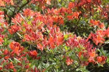 Alte Azalee blüht orange im Garten