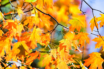 Close up of maple leaves in autumn season