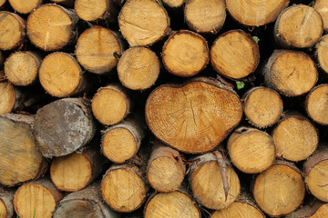 wood logs background