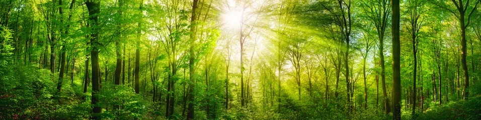 Selbstklebende Fototapete Panoramafotos Wald Panorama mit grünen Buchen und schönen Sonnenstrahlen
