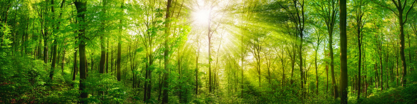 Fototapeta Panorama lasu z zielonymi bukami i pięknymi promieniami słońca