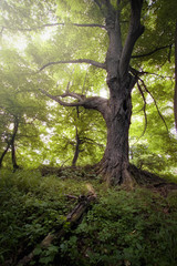 green forest with old tree
