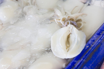 Fresh squid in ice tank.