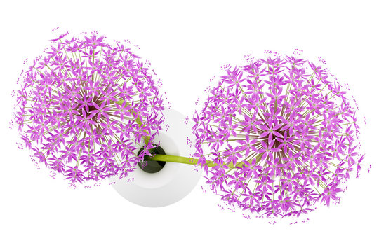 Fototapeta top view of purple flowers in vase isolated on white background.