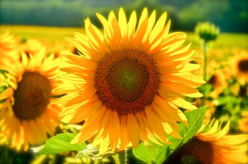 Fototapeta premium Close up of a sunflower in a field