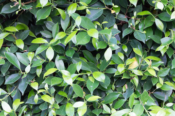 Fototapeta na wymiar Leaf green background at summer time.