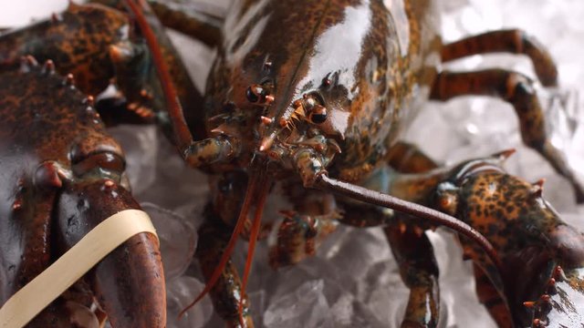 Lobster slowly moving. Live brown lobster on ice. Who tied me up. Fisherman's best catch.