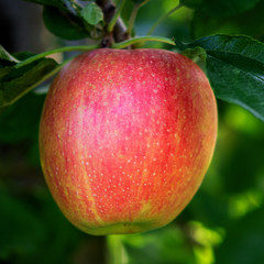 Roter Apfel am Baum, quadratisch