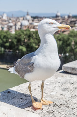 Fototapeta na wymiar European herring gull.