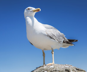 European herring gull.