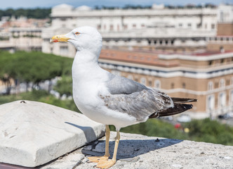 European herring gull.
