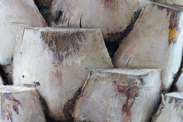 Close up bark palm for background.