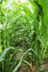 Obraz premium In the center of maize field.