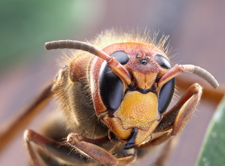 Macro shot of hornet or yellow jacket.