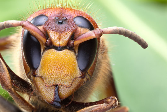 Macro shot of hornet or yellow jacket.