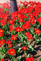Obraz premium red flowers on a flowerbed