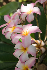 Fototapeta premium plumeria.