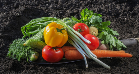 fresh organic vegetables on the shovel