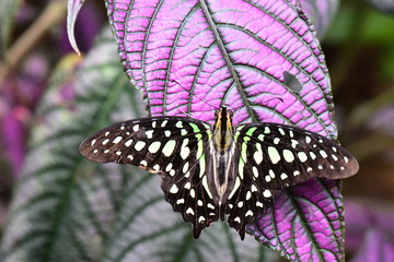A pretty Tailed Jay butterfly lands in the gardens for a visit.