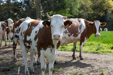 Fototapeta na wymiar cows in field