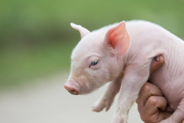farmer holding young pig