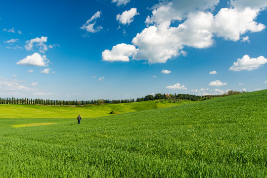 A man alone in a tuscan landscape with green wheat field and cyp