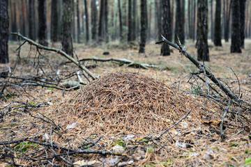 anthill in a forest