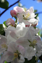 May / Flowering in the apple orchard in Moscow 