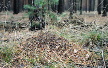 anthill in a forest