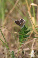 Thymian Ameisenbläuling