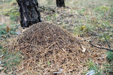 anthill in a forest