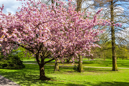 7149 Fr&uuml;hling im Park