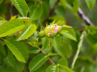 Wild rose flower, Rose hips bud. Bud blooming rose hips