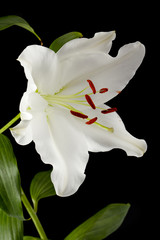 Fototapeta na wymiar vertical image of a white tulip.