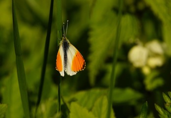 Beautiful butterfly - orange tip in a meadow